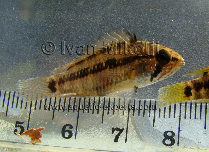 fish from the amazon river